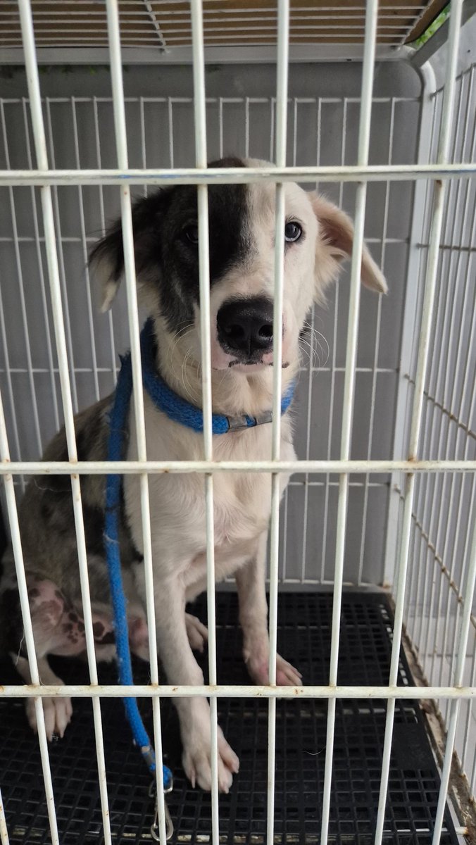 panicat do vila união tweet media