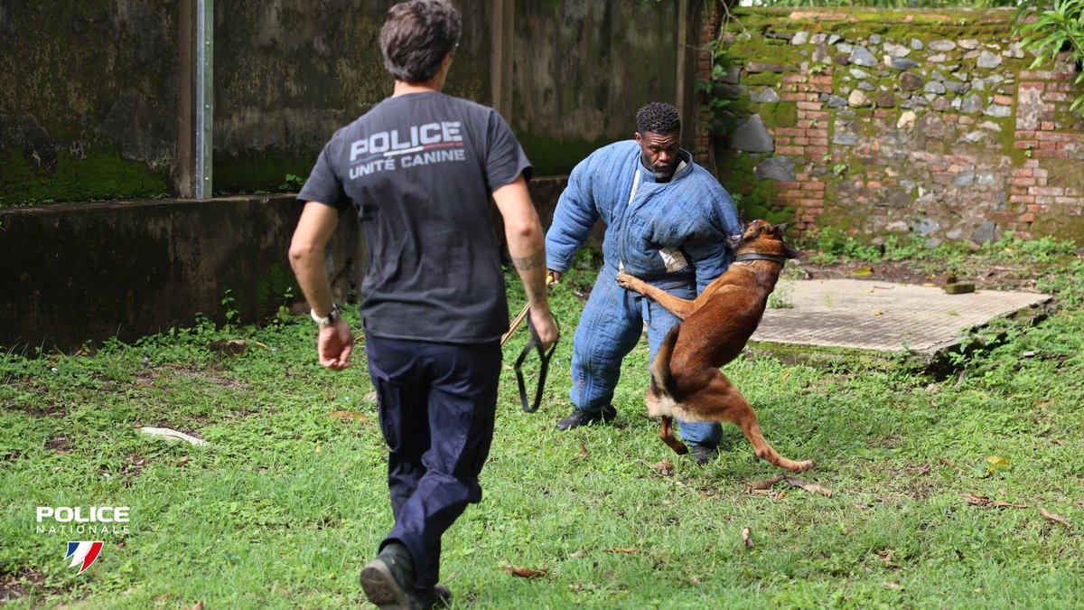 PoliceNat973's tweet image. #Tests |ℹ️Les épreuves de présélection pour devenir conducteur canin se poursuivent à #Cayenne.
👉Cette semaine, les candidats sont évalués sur leur appréhension et leur gestion du chien.
Au programme : détente, câlins un peu appuyés… et, petit “machouillage” bien senti...🐾😅