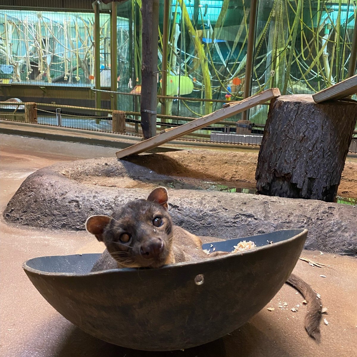 Gideon Verdin tweet media