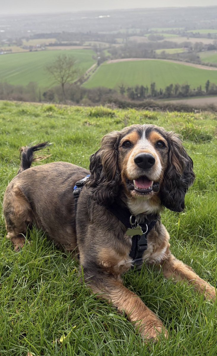 Reggie the Cocker 🐶 🐾👹 tweet media