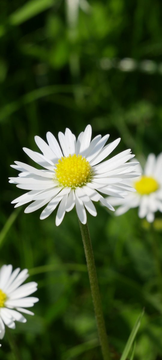 Ireland's Trees & Mythology tweet media