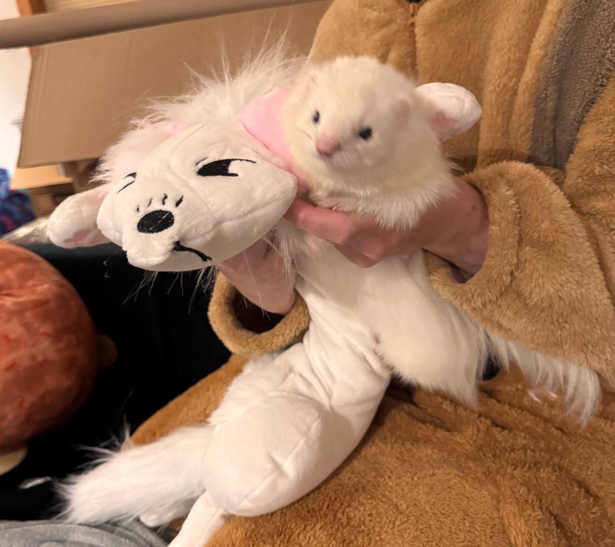 Ferret Zone tweet media