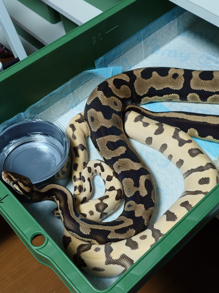 Tom@たまへびや🐍 tweet media