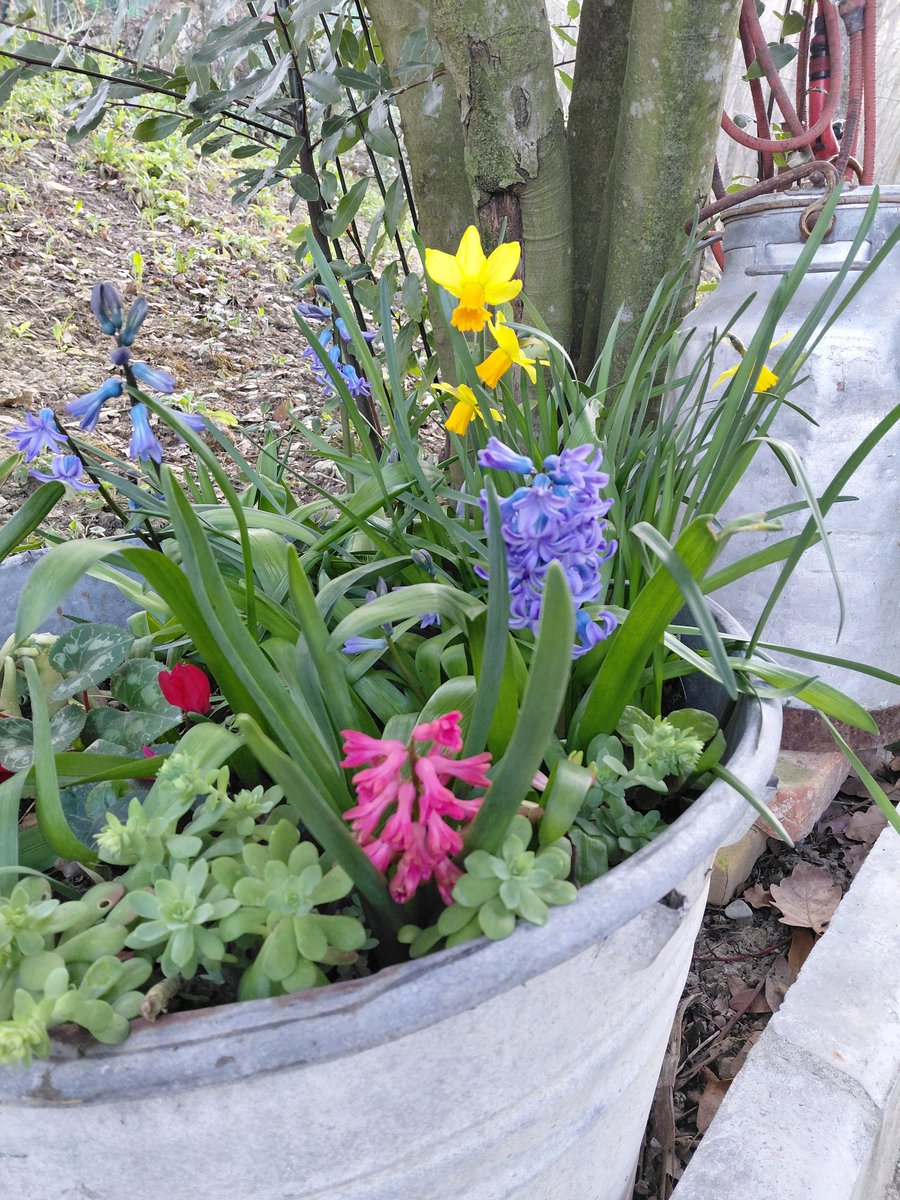 #Scritturebrevi <a href="/RIndrio/">Rita Indrio</a> #lipogiro e fiori per <a href="/LoryBudano2/">@LoryBudano2</a>  #lipogiranti #monoinz3incroci 6parole!
#amica+L
Legame #forza 
Lotta #vita
Libera