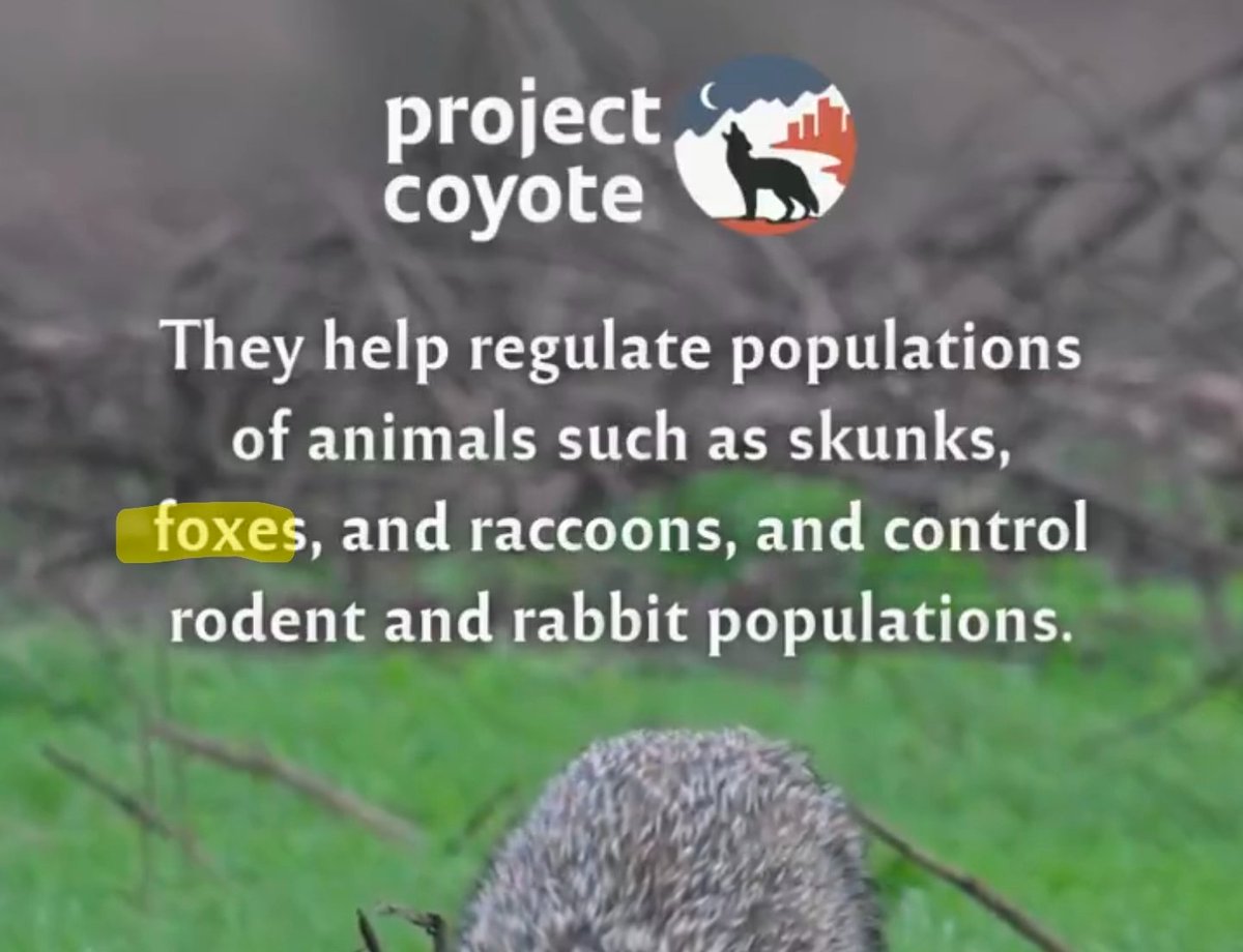 Kartoffel-Kojote tweet media