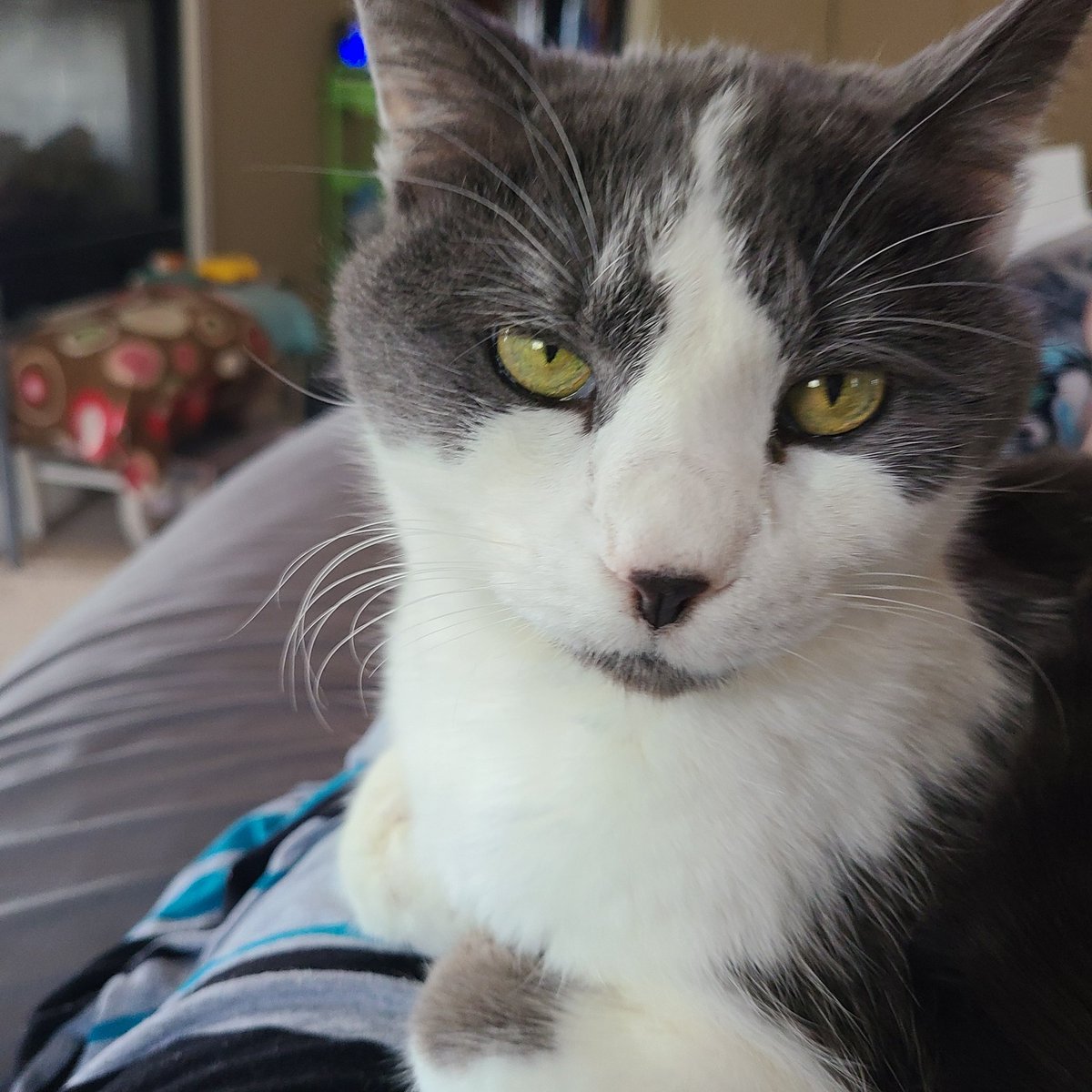 3Furry Kidz tweet media