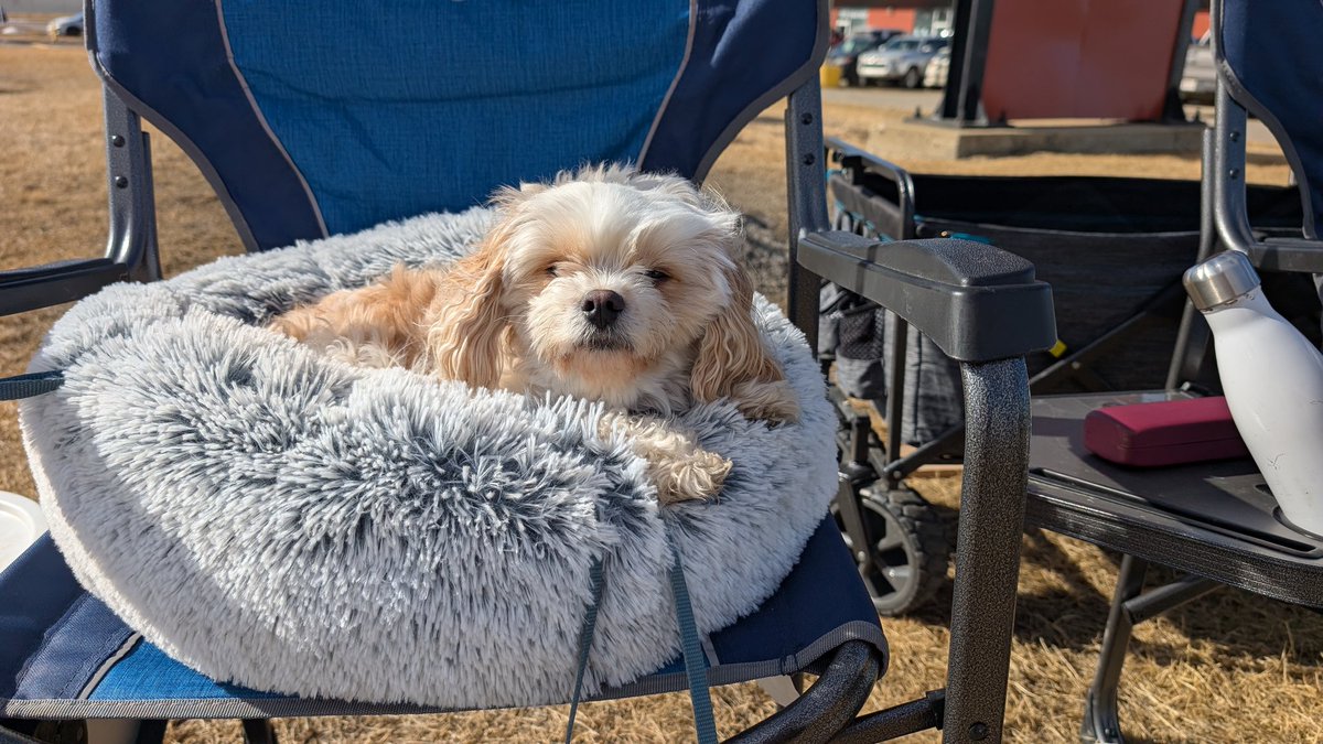 David for Alberta Independence tweet media