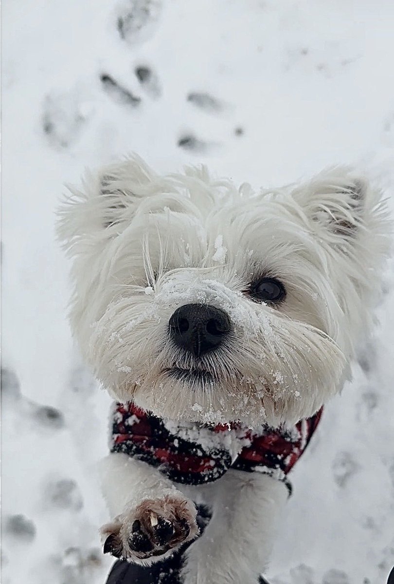 🐶 GENERAL SHORTCAKE tweet media