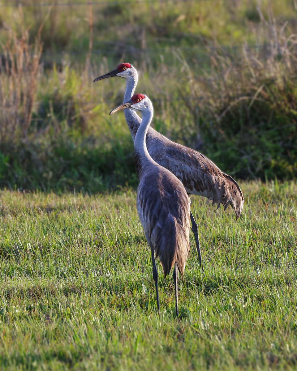 GSGalleries's tweet photo. Just when you start to get used to them, they leave. That’s the rhythm of migration.

Painted buntings flash through. Sandhill cranes gather from golf courses to open prairies. Some stay. Some move on.

I shared more about Florida’s migratory birds here:
 https://t.co/UTu15tcCjS https://t.co/JsQkifwaBn