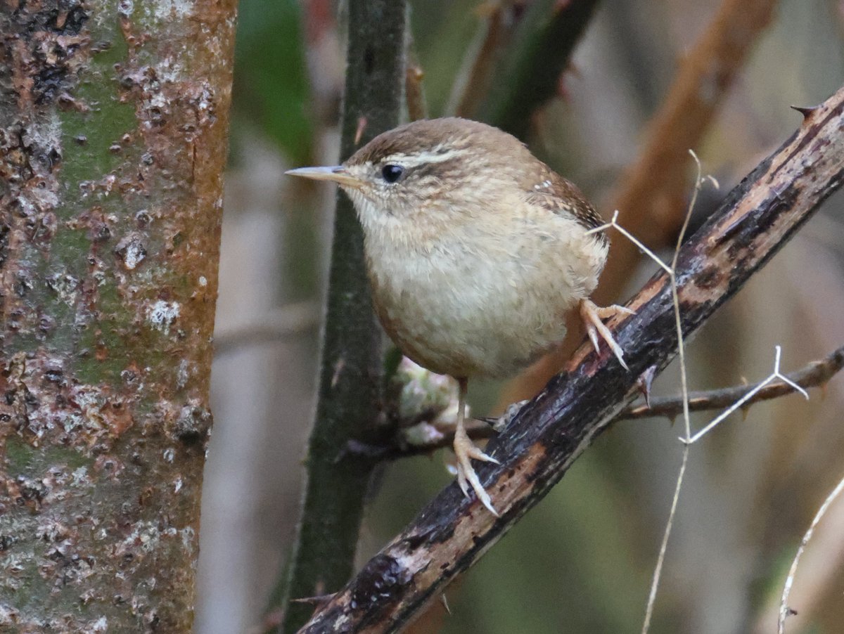 Trebor 1456 tweet media