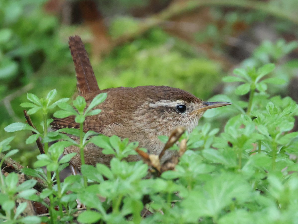 Trebor 1456 tweet media