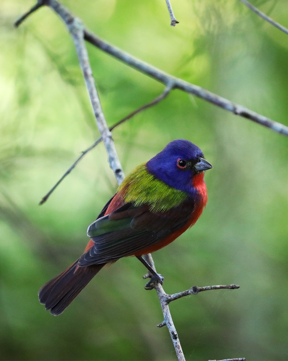 GSGalleries's tweet photo. Just when you start to get used to them, they leave. That’s the rhythm of migration.

Painted buntings flash through. Sandhill cranes gather from golf courses to open prairies. Some stay. Some move on.

I shared more about Florida’s migratory birds here:
 https://t.co/UTu15tcCjS https://t.co/JsQkifwaBn