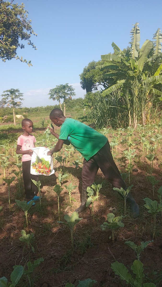 Kawagumba's tweet image. Friends  let us support   the lives of  the needy,  is very  much important,  honestly  there are many  disabled people  who need  real support  in their  lives,  my project  is building real impact  to support lives of  the needy.#Refi. @agroforestDAO.@Solar_FND