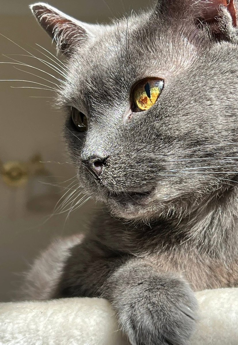 Robert Slater tweet media