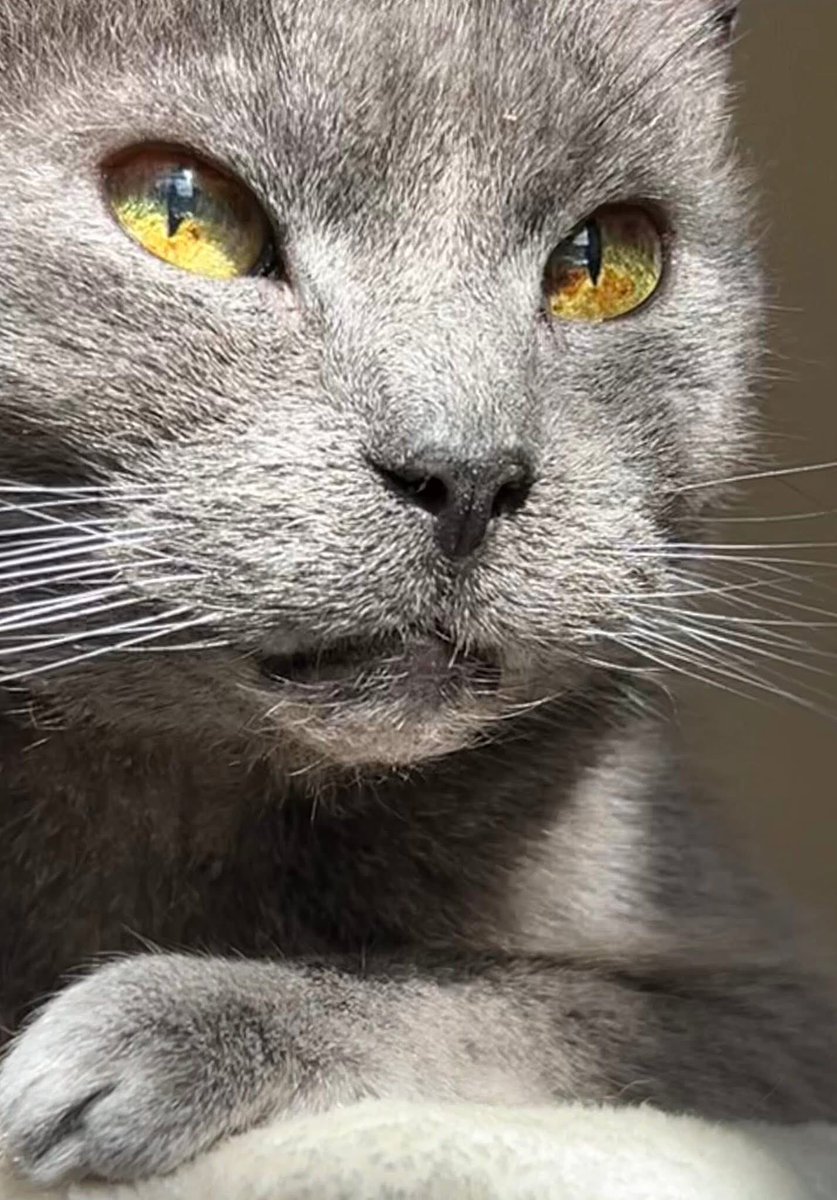 Robert Slater tweet media