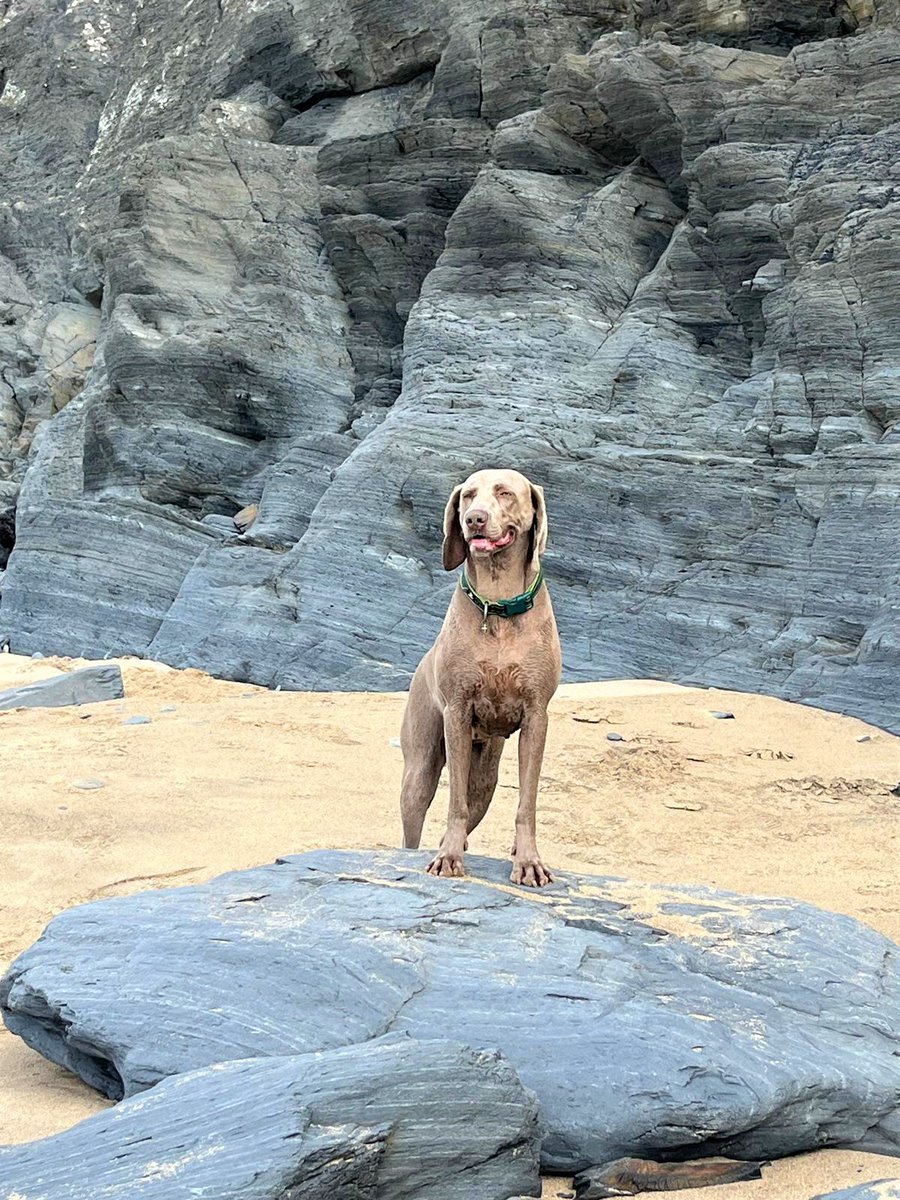 DogsTrust Bridgend tweet media