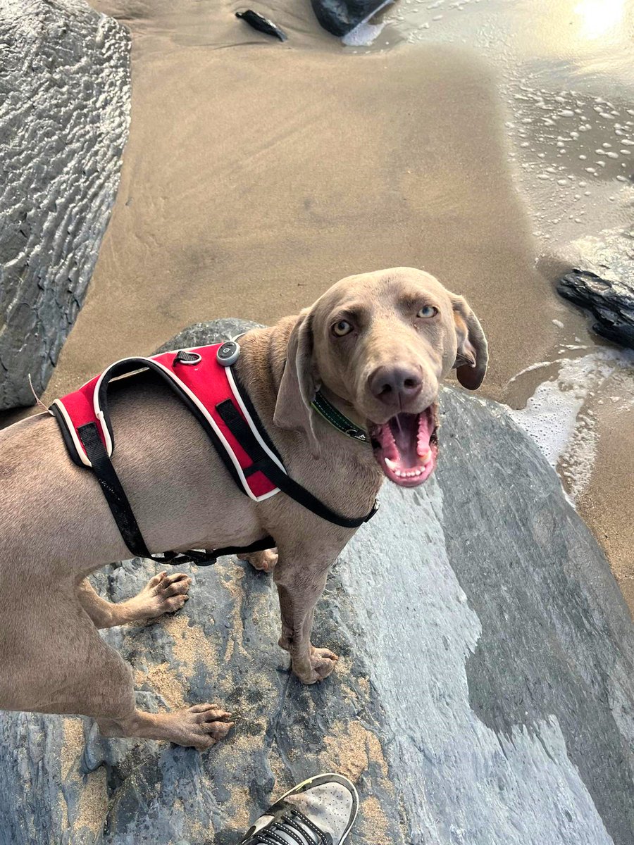 DogsTrust Bridgend tweet media