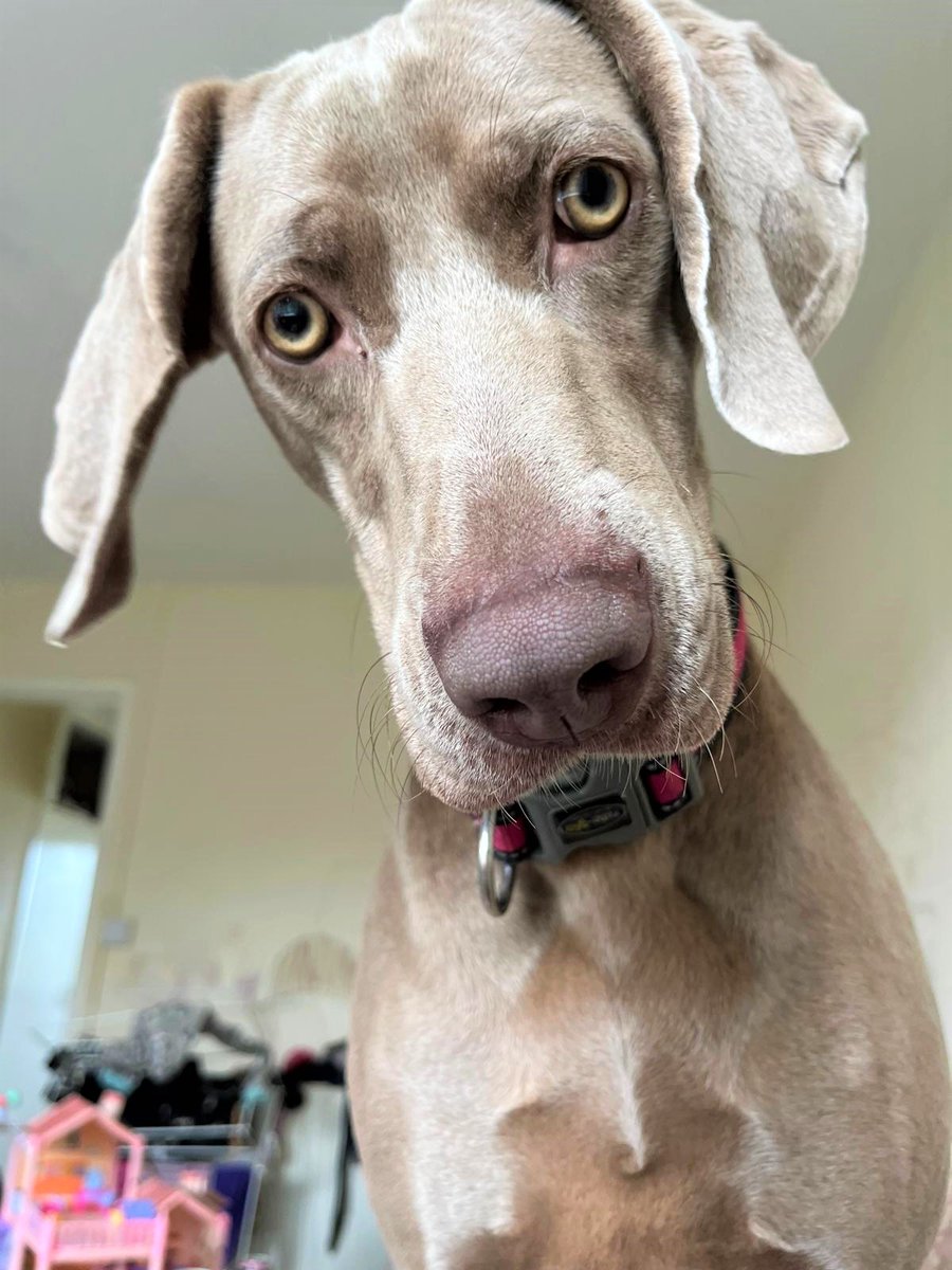 DogsTrust Bridgend tweet media