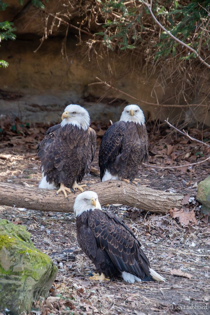 Cincinnati Zoo tweet media