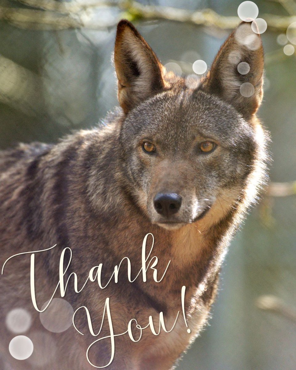 Wolf Haven International tweet media
