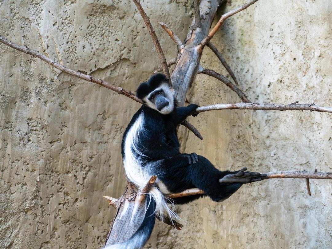 Calgary Zoo tweet media