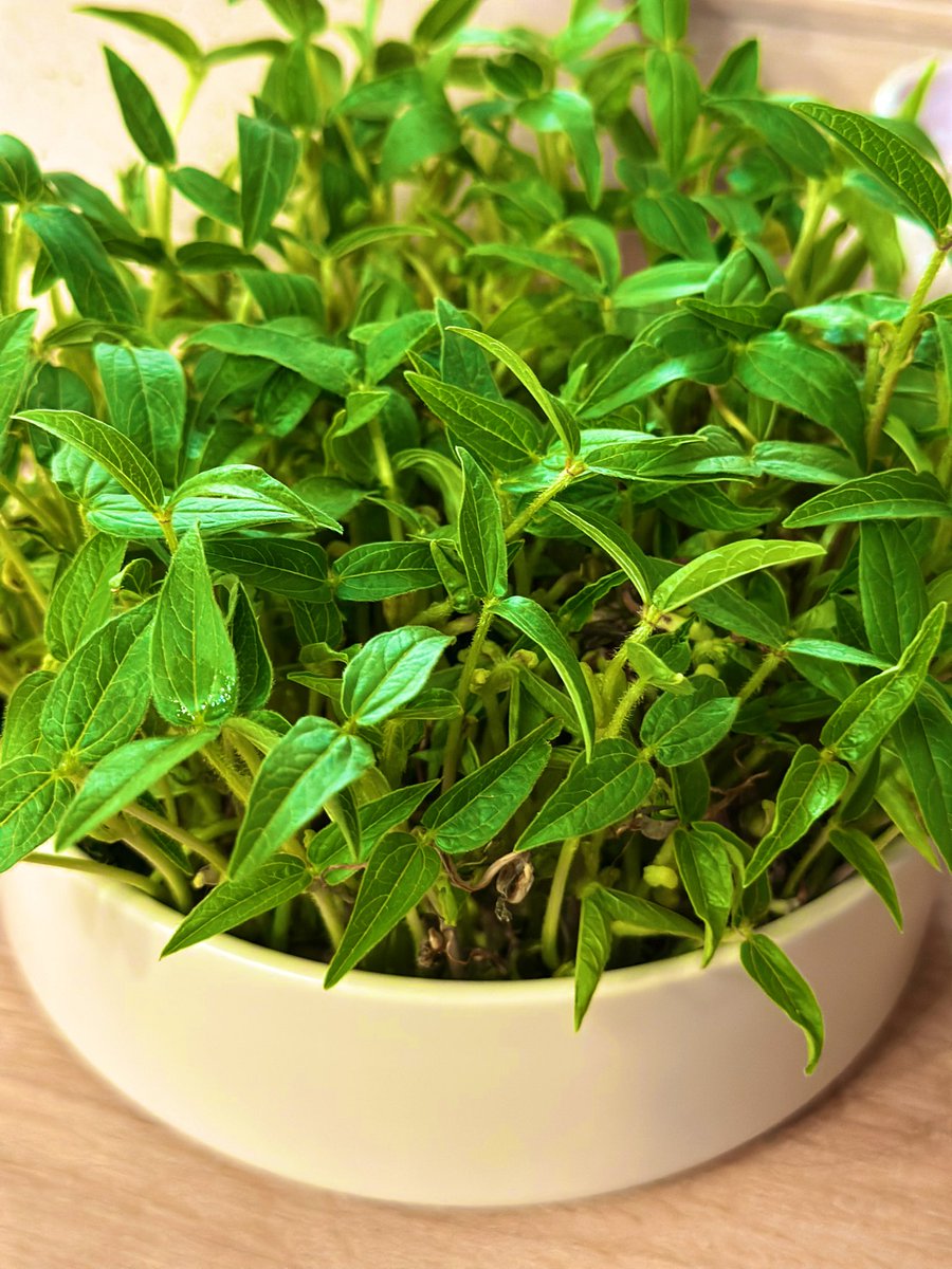 تیسا tweet media