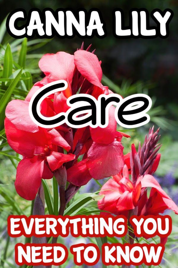 Dian_Farmer_'s tweet image. Canna Lily: Everything You Need to Know

dianfarmer.com/canna-lily-how…

#gardenlife #backyardgardening #gardener #organicgarden