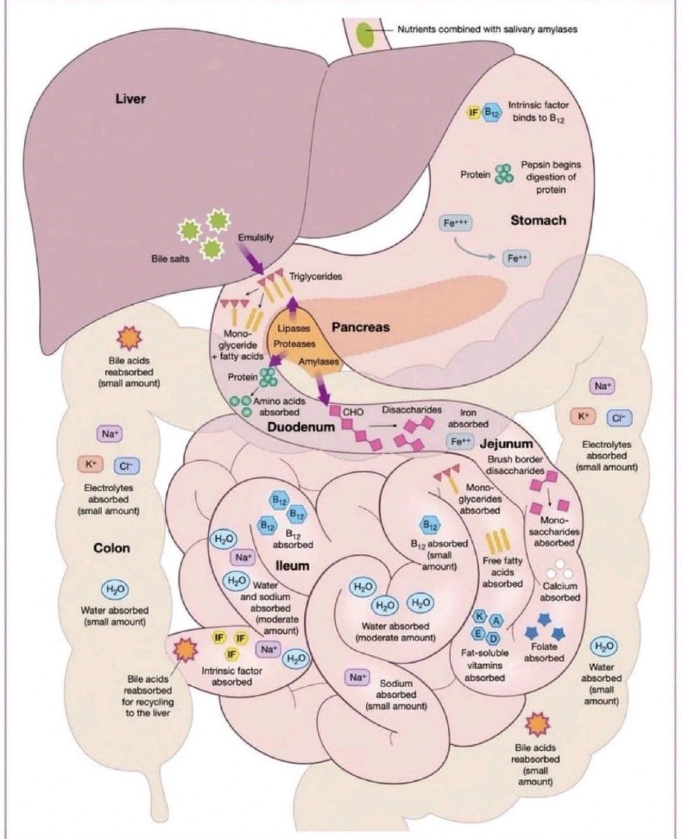Paul_Wischmeyer's tweet photo. Digestion Made Simple: Where Nutrients Get Into Your Body https://t.co/bwpSSQAjqy