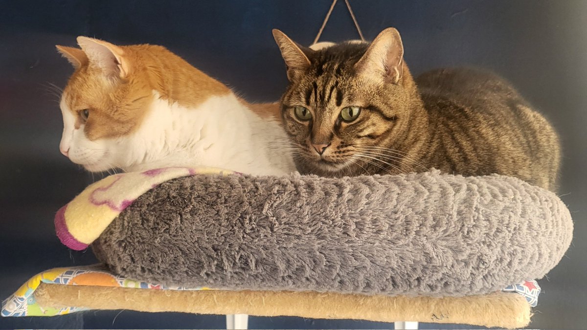 freudchicken tweet media