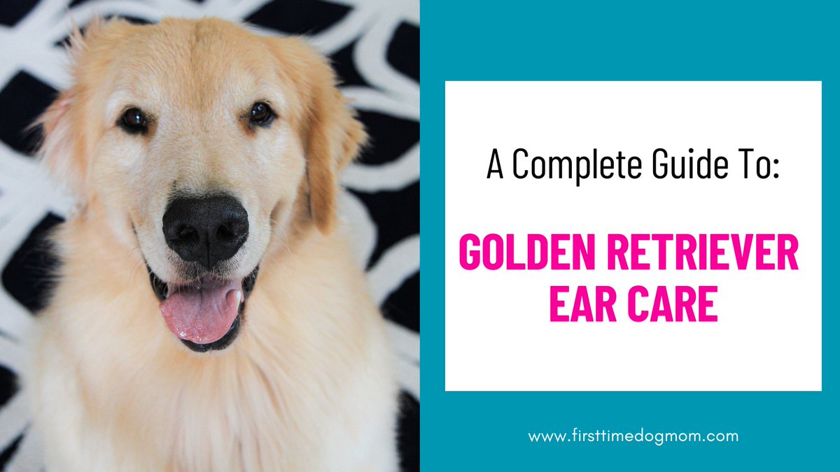 Keep your Golden Retriever’s ears healthy with a simple weekly routine. Avoid mistakes, control wax, and prevent infections. 
firsttimedogmom.com/golden-retriev…
#GoldenRetriever #DogCare #EarCleaning #DogGroomingTips #PetHealth