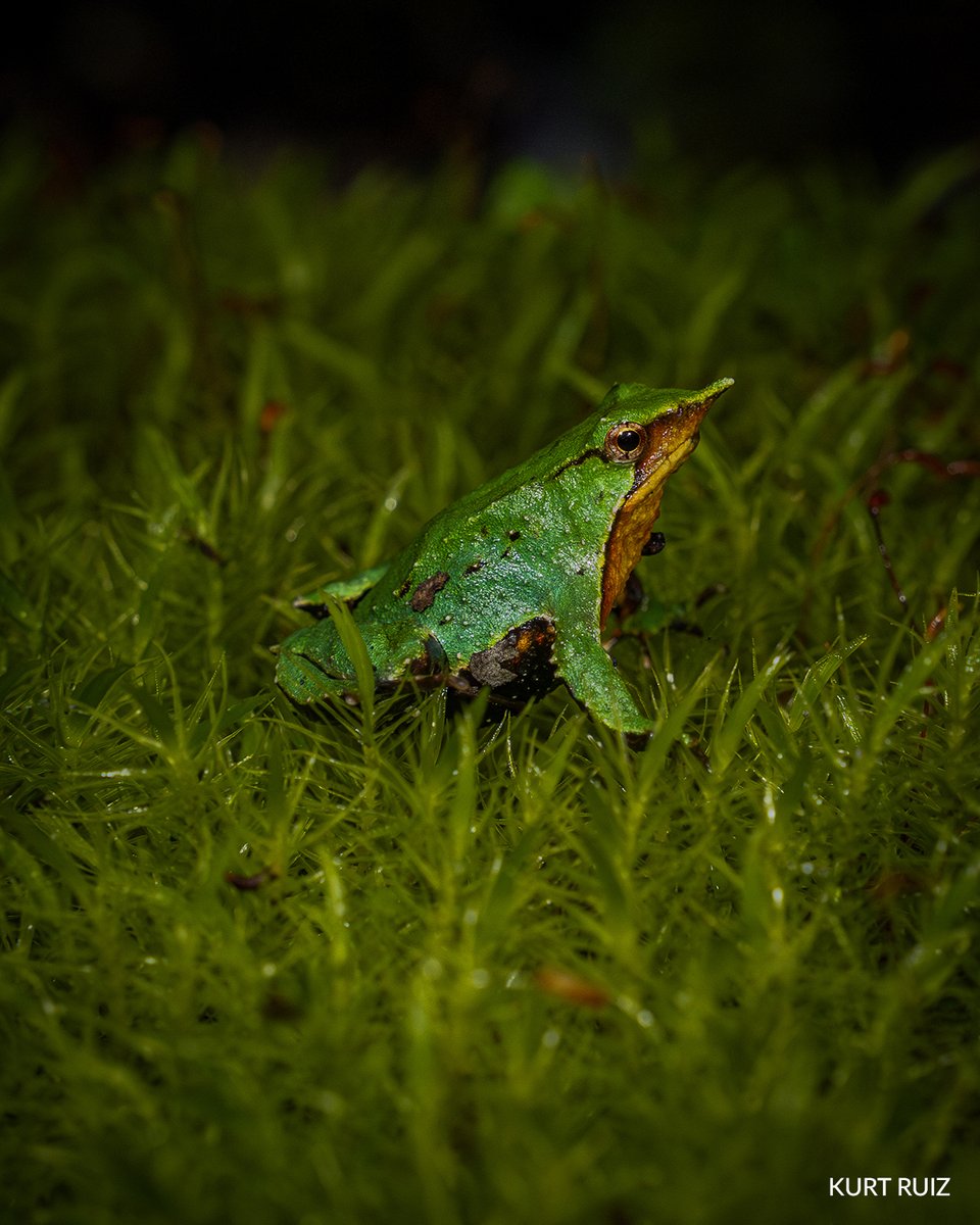 Fundación Rewilding Chile tweet media