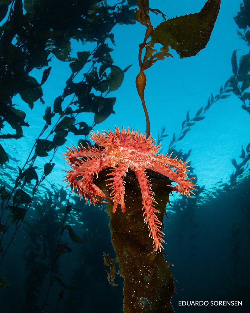 Fundación Rewilding Chile tweet media