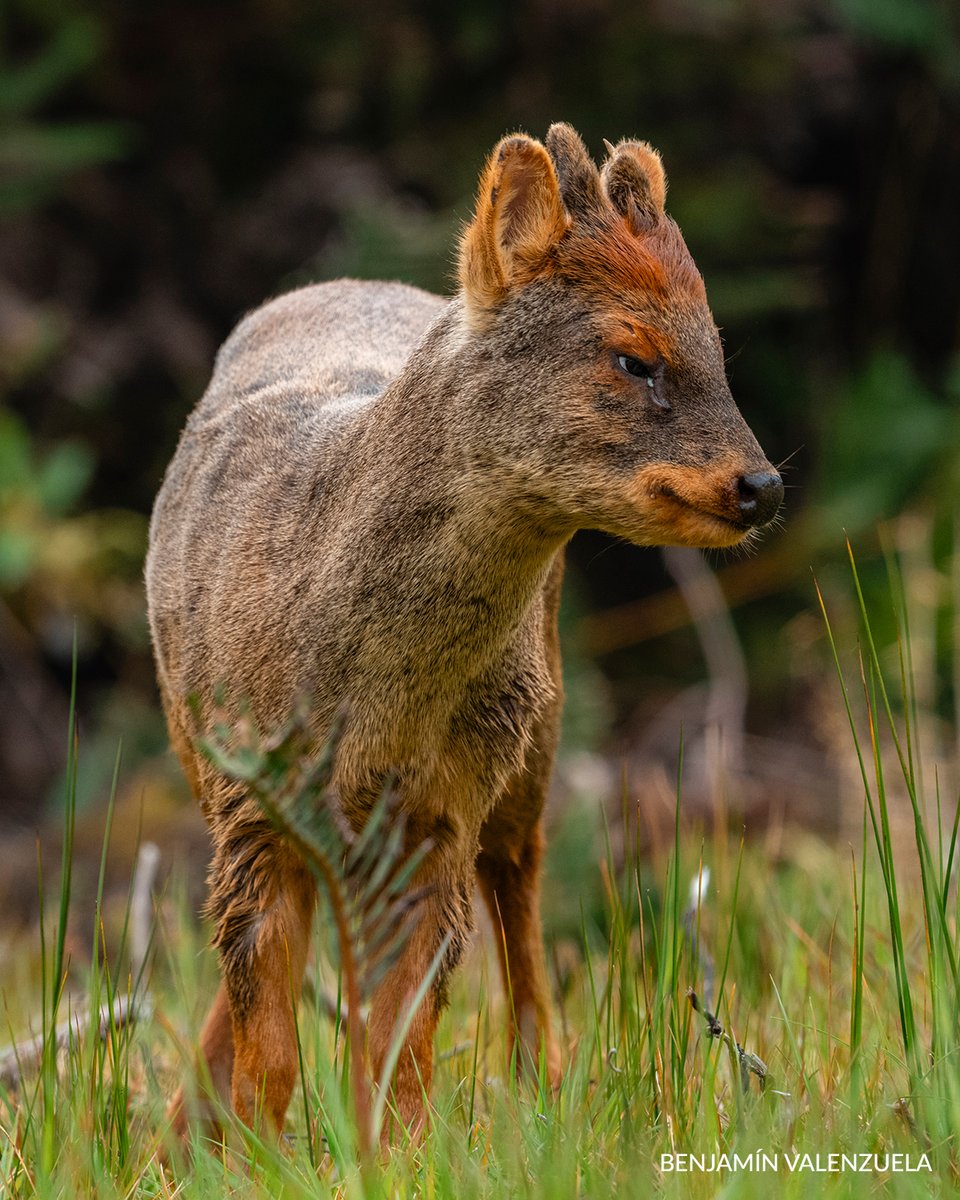 Fundación Rewilding Chile tweet media