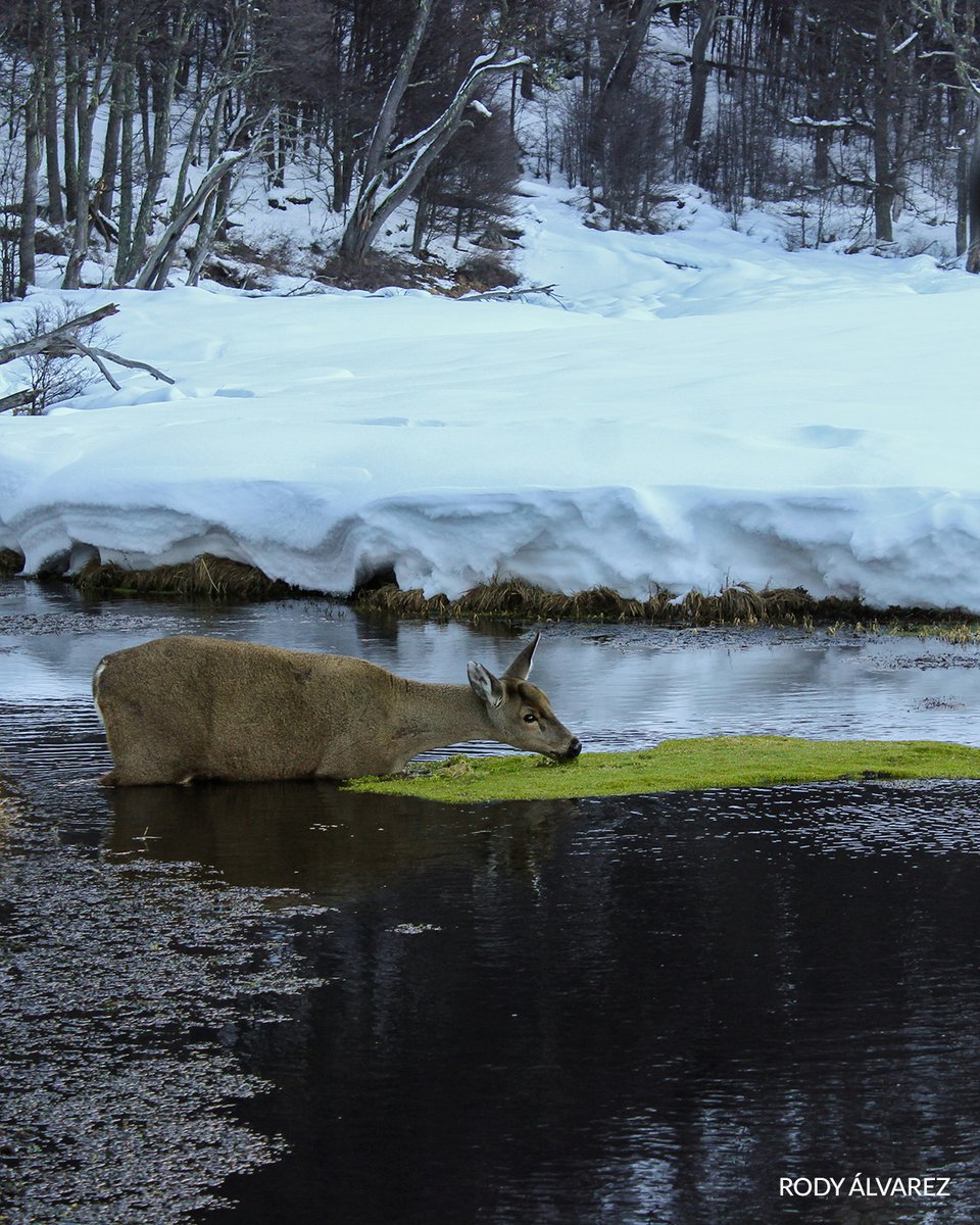Fundación Rewilding Chile tweet media