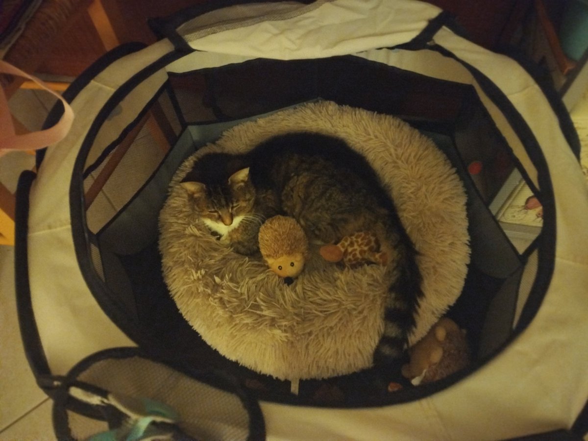 Figaro, Tsuki é Ava (é dé fwoi not' maine) tweet media