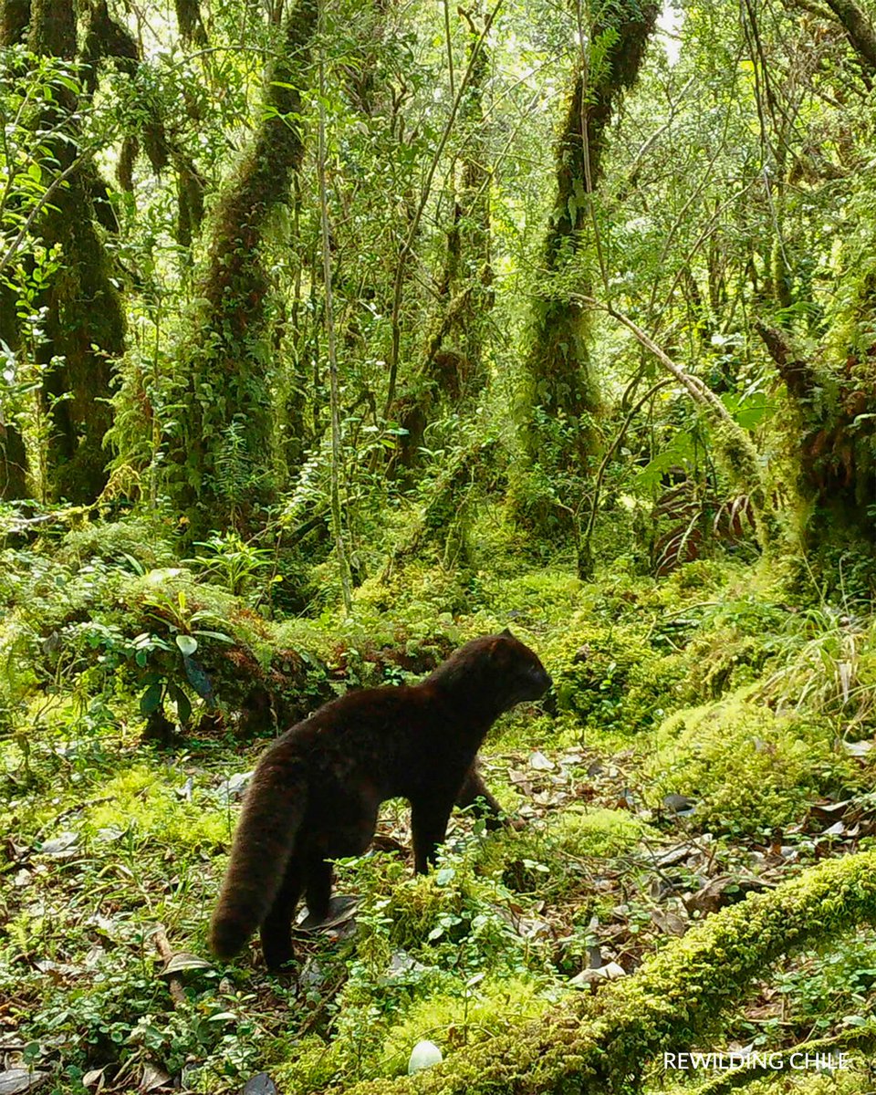 Fundación Rewilding Chile tweet media