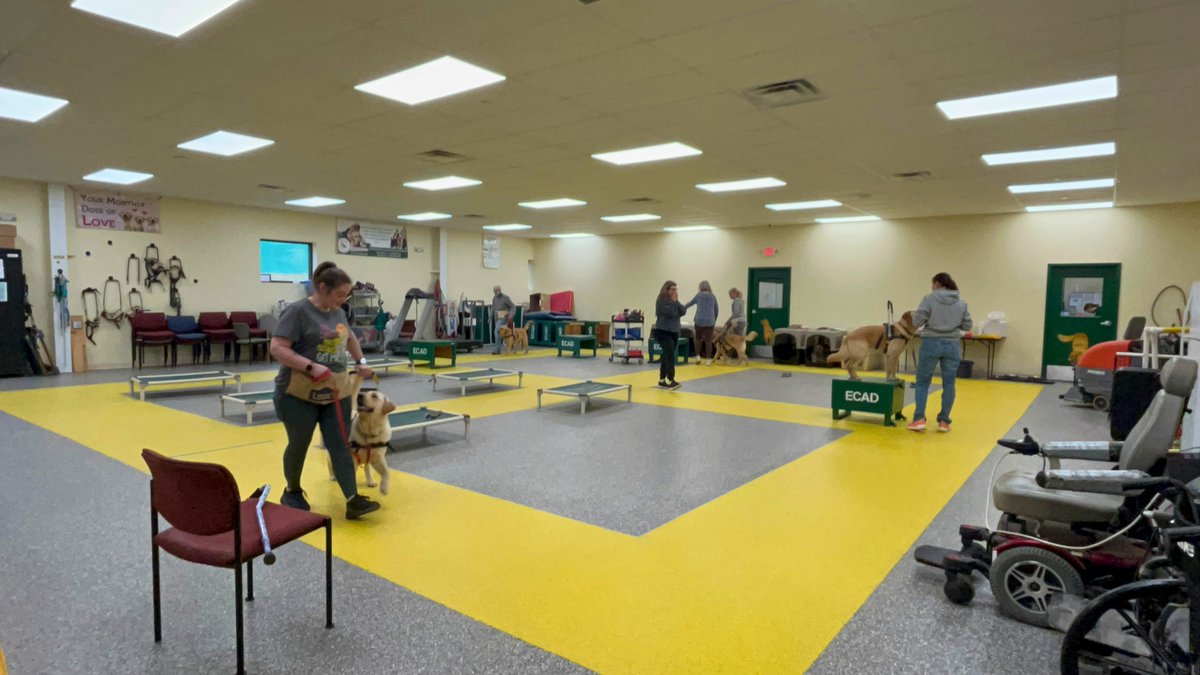 ECAD Service Dogs tweet media