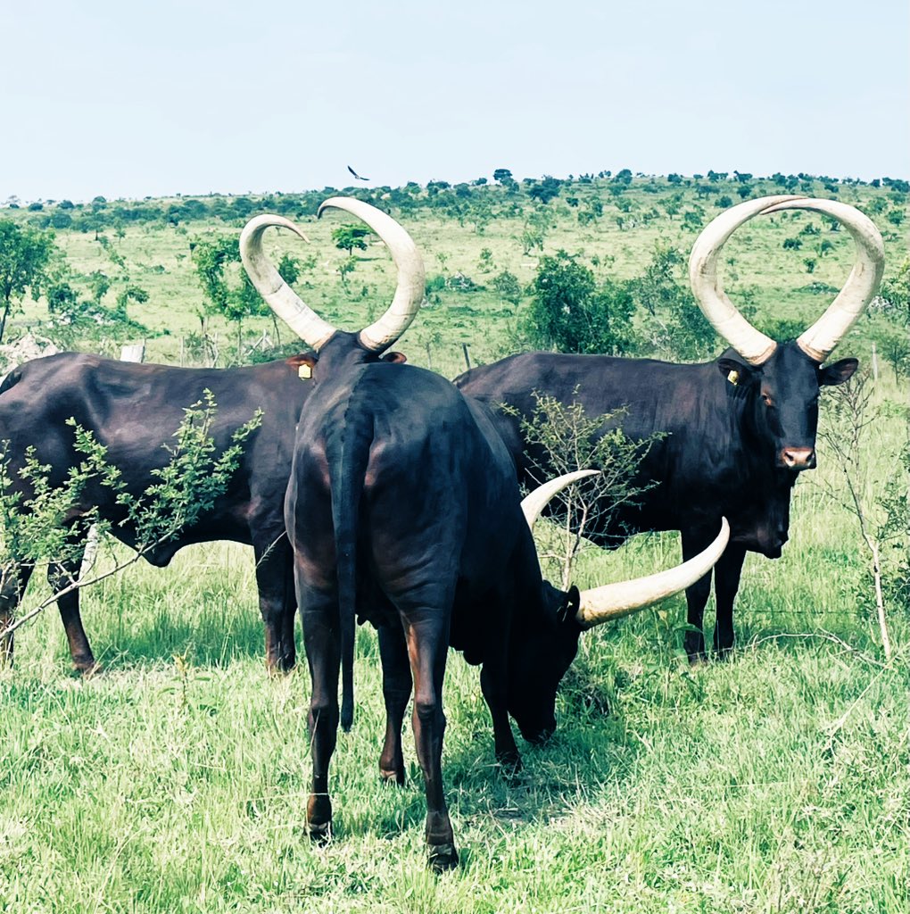 The Magestic ANKOLE CATTLE tweet media