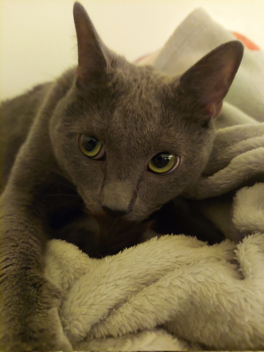 milliepede 🐈 tweet media