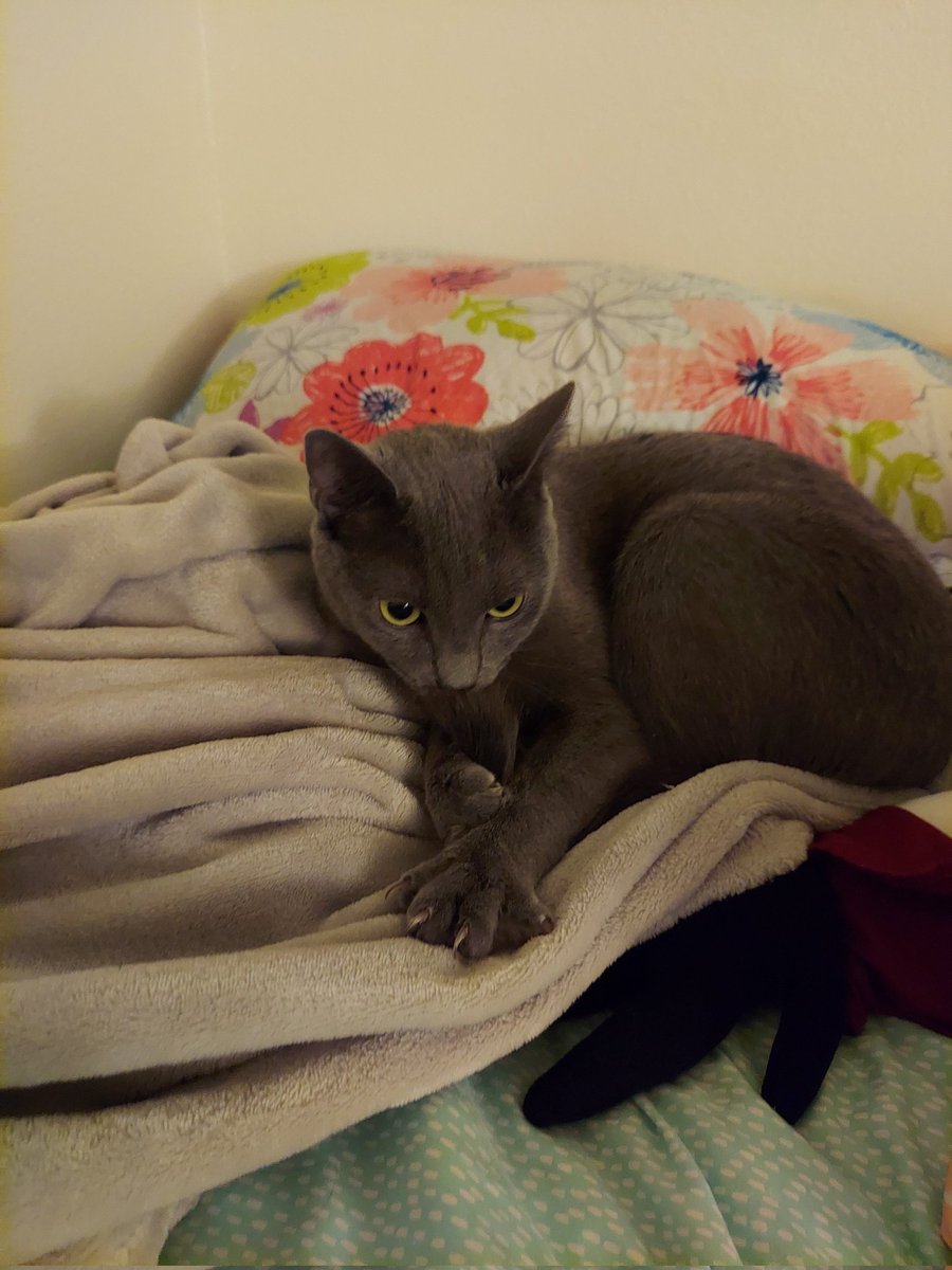 milliepede 🐈 tweet media