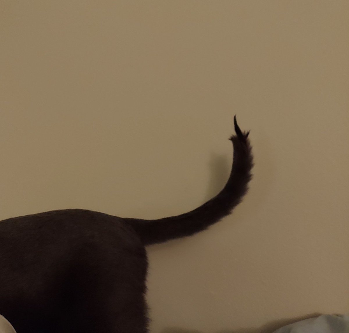 milliepede 🐈 tweet media