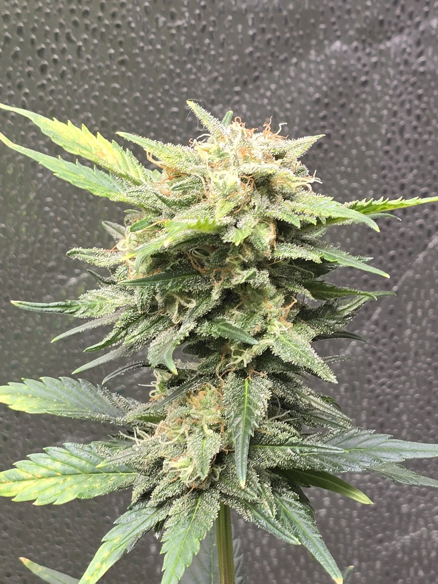 Down South Grow tweet media