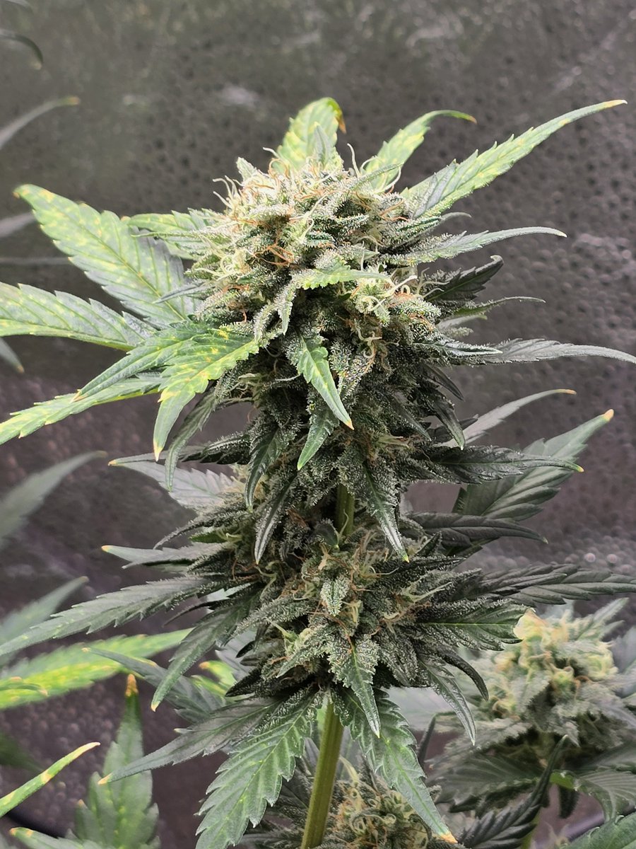 Down South Grow tweet media