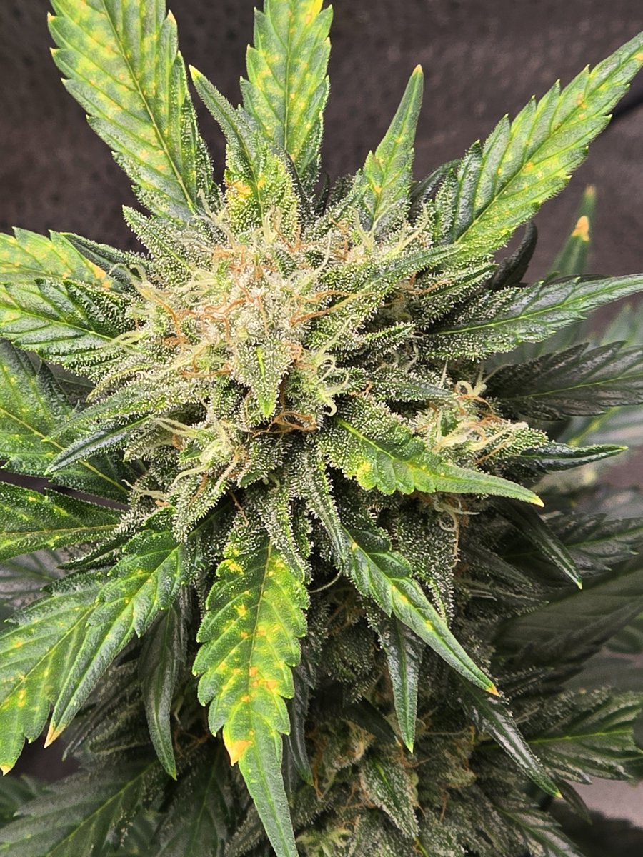 Down South Grow tweet media