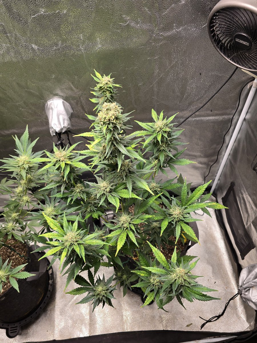 Down South Grow tweet media