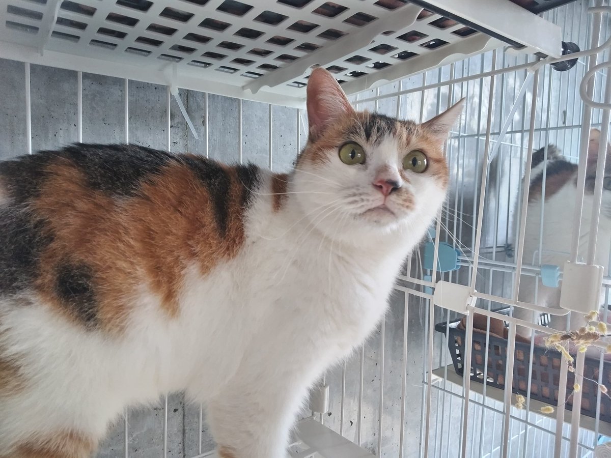 ただの猫ゃで tweet media