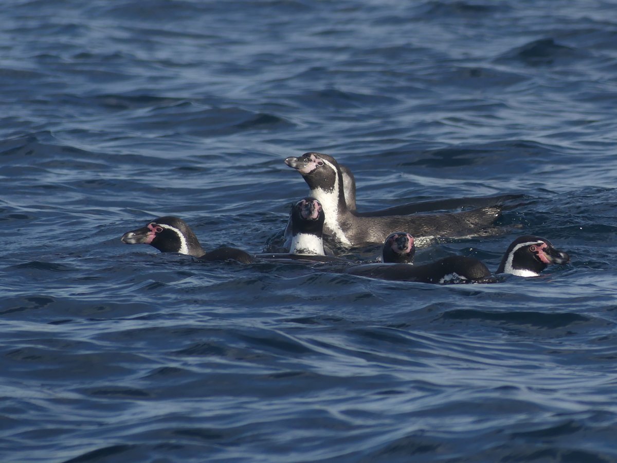 UCSC Concepción tweet media