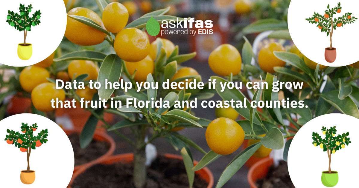 UF_IFAS's tweet photo. Are you a grower outside of extreme South Florida who wants to explore alternative fruit crops? A new Ask IFAS guide from @UFTropical explains how temperature, flooding, drought, and salty irrigation water can affect tropical and subtropical fruit crops.

Access the FREE guide 🔗 https://t.co/5M0ZNw8Jmr