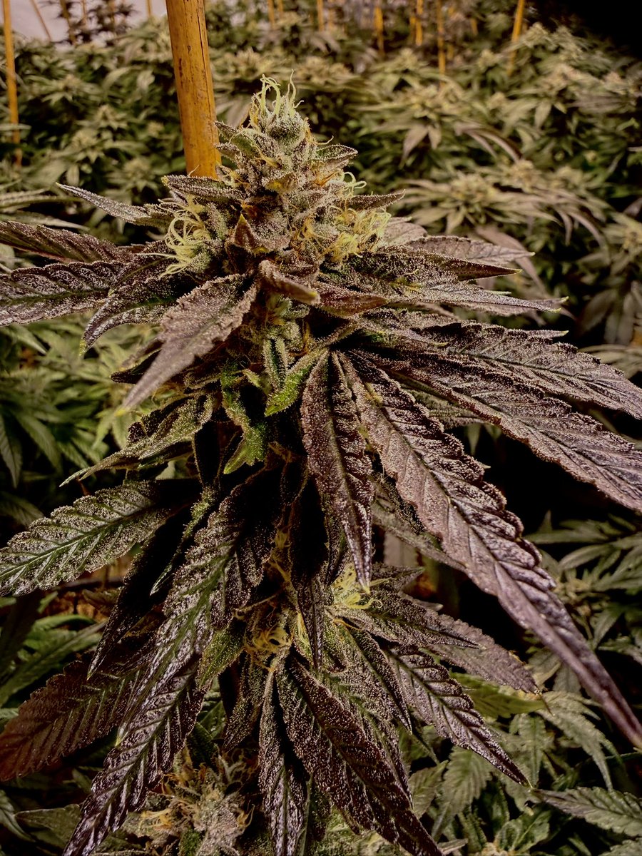 LCC Karl tweet media