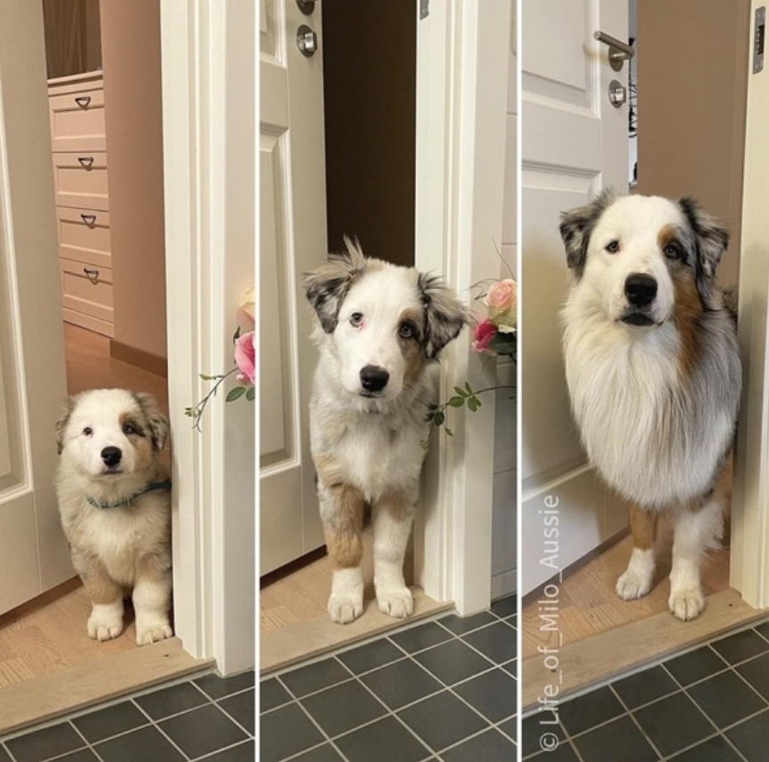 Best in Dogs tweet media